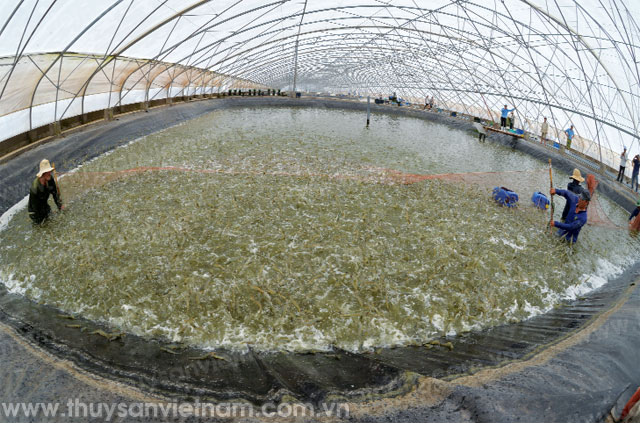 Mô hình nuôi tôm siêu thâm canh tại Bạc Liêu